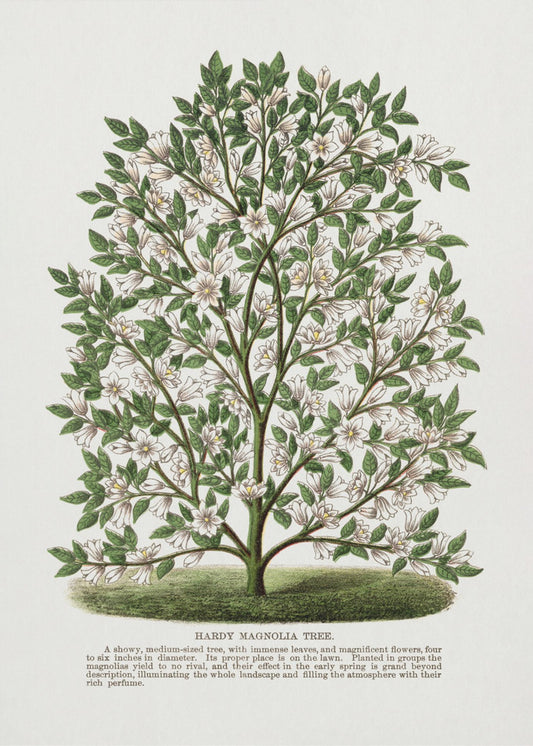 Lithografie des winterharten Magnolienbaums | Leinwand-Bilder