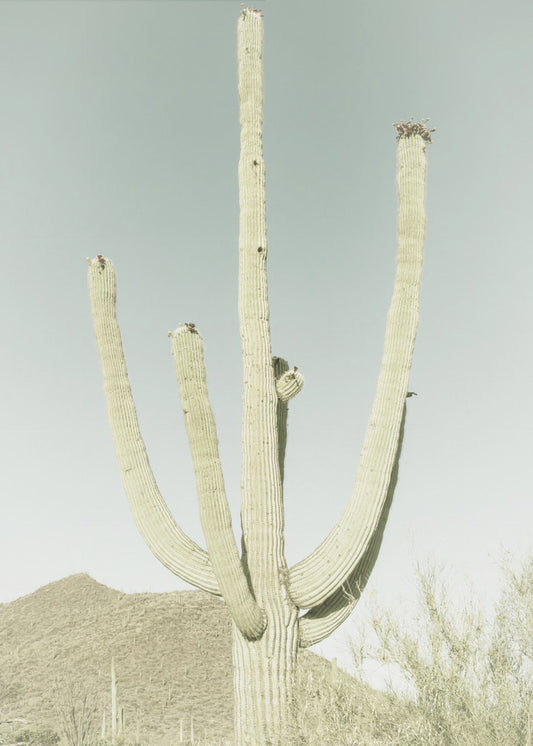 PARC NATIONAL DE SAGUARO Saguaro géant vintage | Tableaux sur Toile