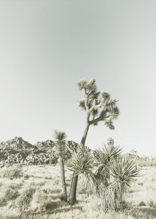 Impression vintage du parc national de Joshua Tree | Tableaux sur Toile