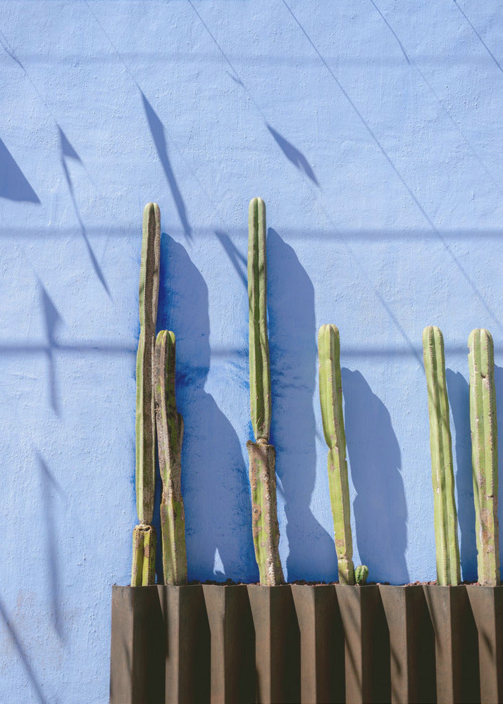 Höga kaktusar | Resefotografering i Oaxaca, Mexiko | Canvas
