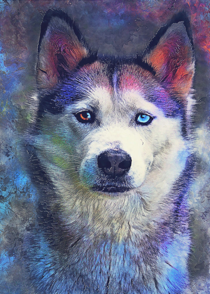Djur Hund Husky Akvarell Djurkonst | Poster