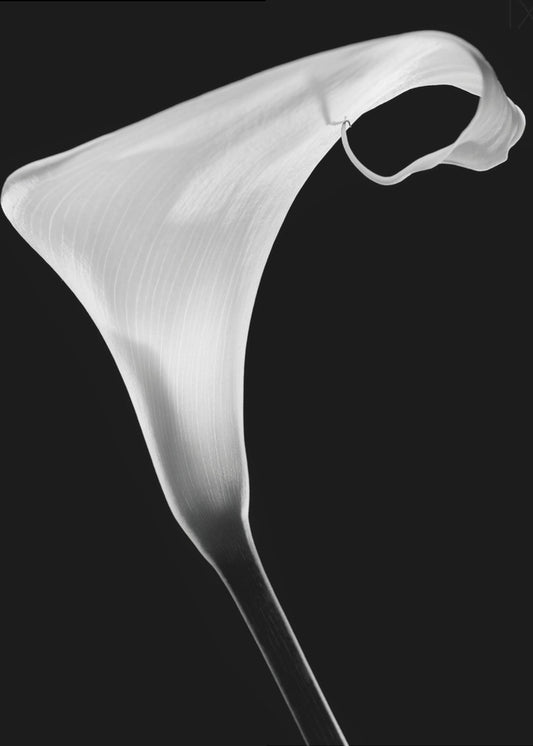 Calla | Leinwand-Bilder
