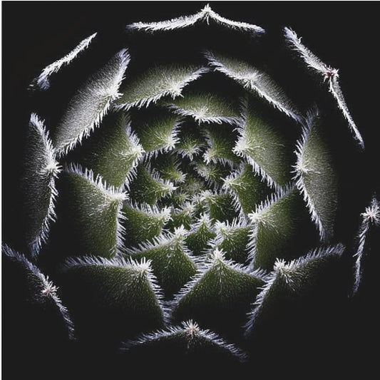 Rosette de Sempervivum | Tableaux sur Toile