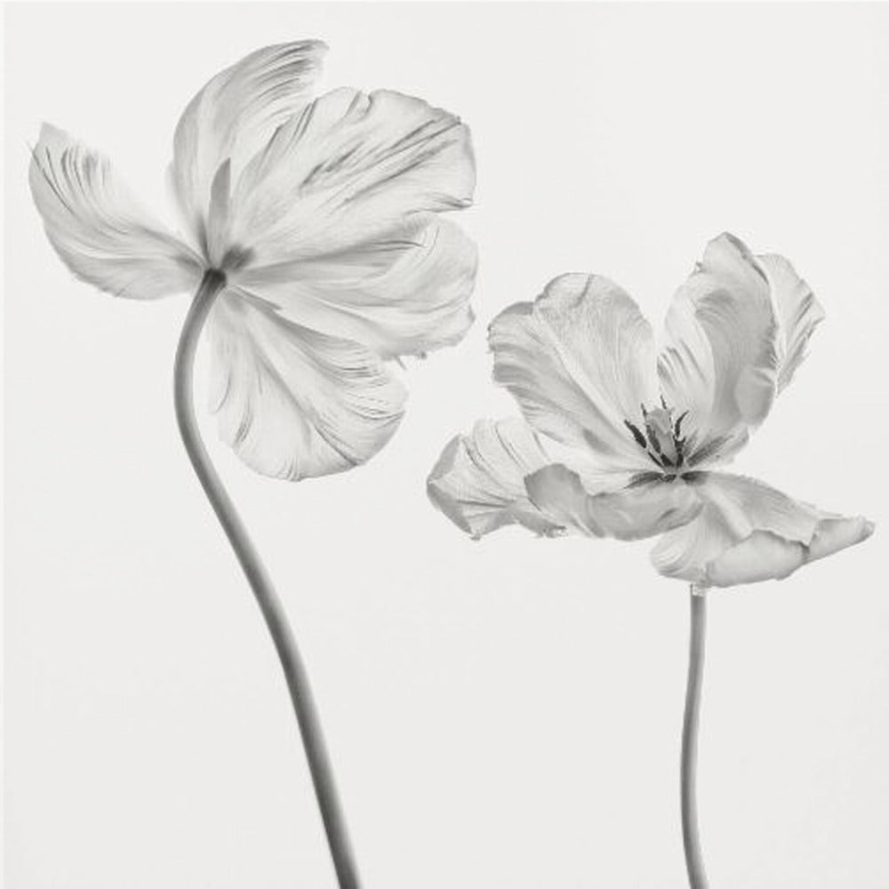 Même tulipe : vue de face et de dos | Tableaux sur Toile
