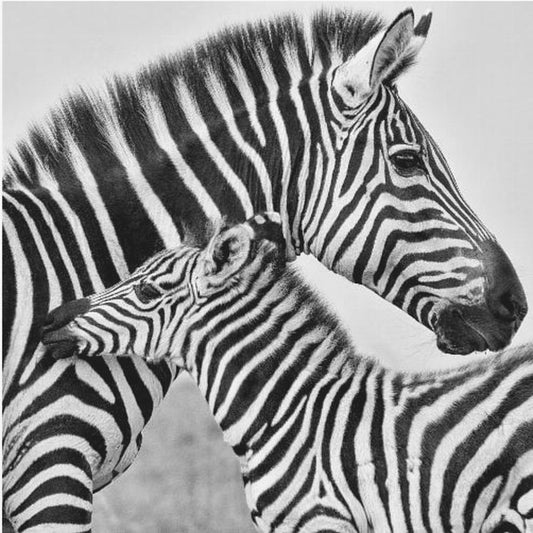 Liefde | Canvasprints