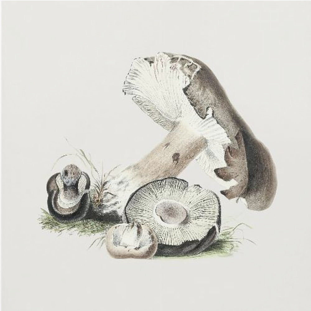 Vintage Agaricus Augustus Grzyb | Wydruki na łótnie