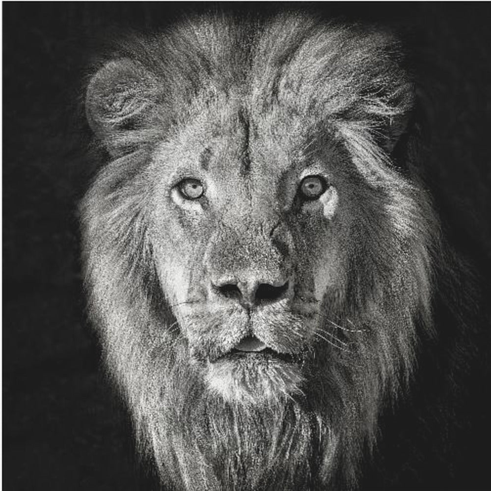 Lejonporträtt - Panthera Leo | Canvas
