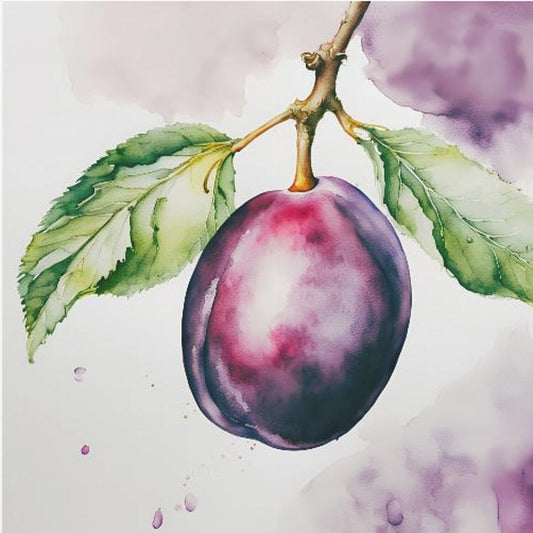 Pflaume, Aquarell, ink | Poster
