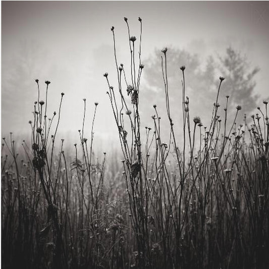 Ängsväxter 1 | Canvas