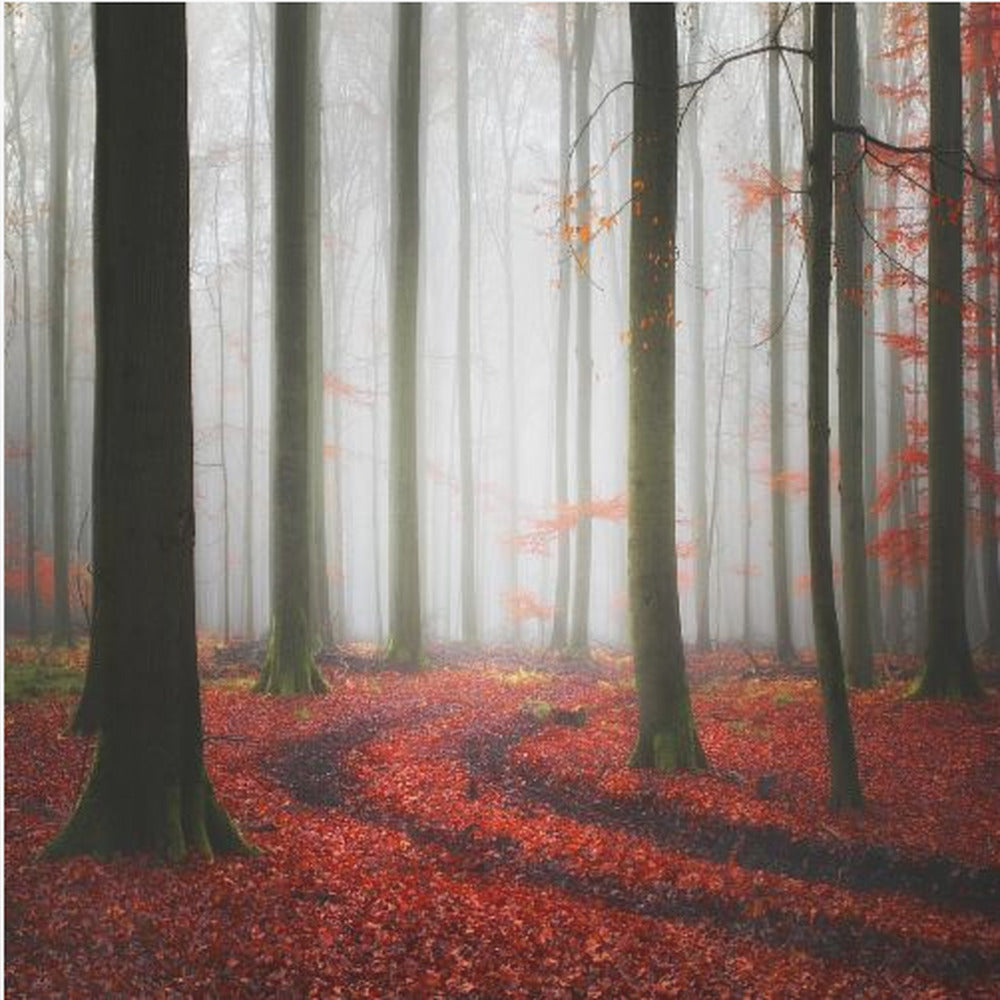 Höstliga spår | Canvas