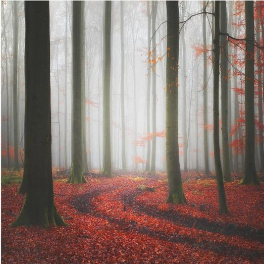 Höstliga spår | Canvas
